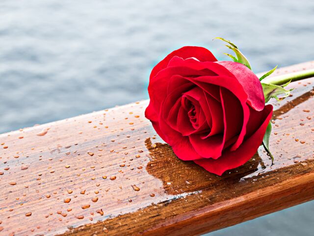 Romantic,Red,Rose,Flower,On,Wooden,Railing.